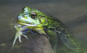 Frog Green Bird Horticultural - photo credit - denley-photography