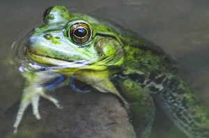 Frog in Water Consideration for Frog & Toad Survery - Photo Credit denley-photography