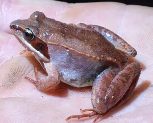 Wood Frog - J Llewellyn - Green Bird Horticultural