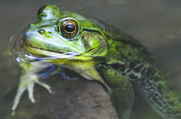 Frog in Water Consideration for Frog & Toad Survery - Photo Credit denley-photography